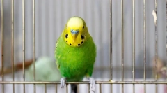 Mennyibe kerül egy hullámos papagáj, ahol jobb vásárolni